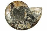Cut & Polished Ammonite Fossil (Half) - Madagascar #317932-1